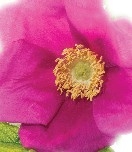 wild rose-01.jpg