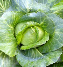 salad2-01